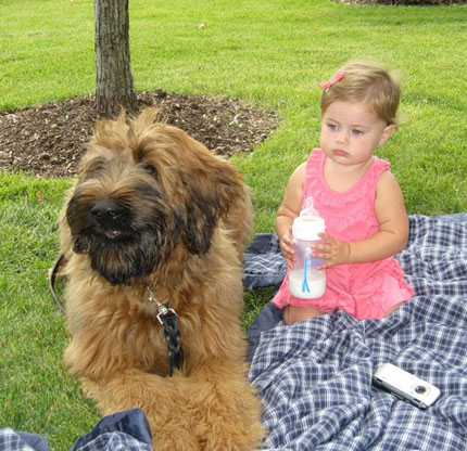 Briard mix puppies for sales sale